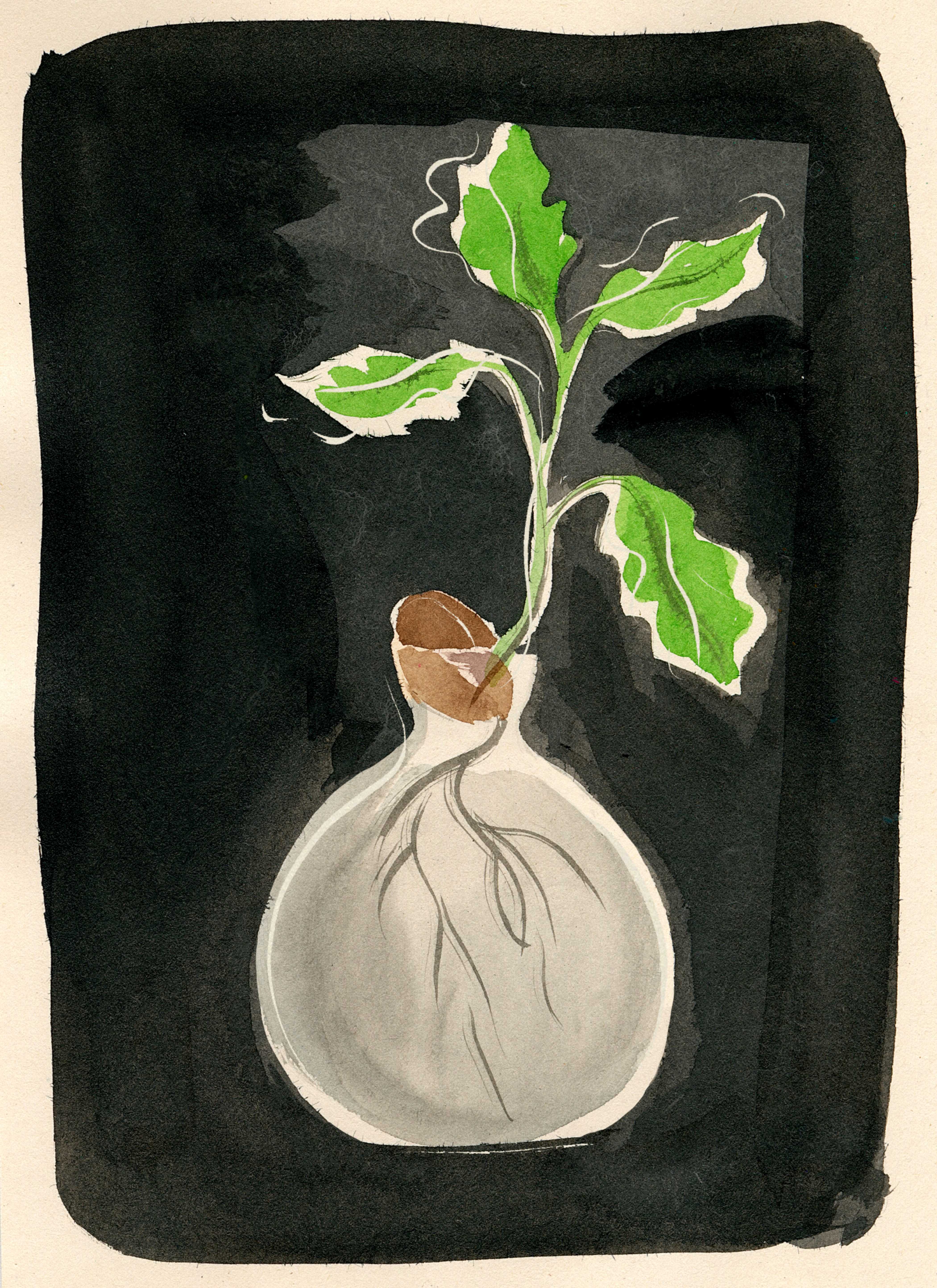 The History of the Acorn Vase